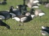 Black Brant at Paglesham Lagoon (Steve Arlow) (94084 bytes)